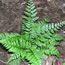 Athyrium otophorum